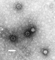 Poliovirus