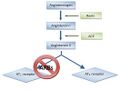 Renin-angiotensin pathway
