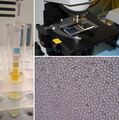 Urinalysis