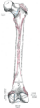 Greater trochanter