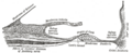 Gray's Anatomy illustration of the basilar crest