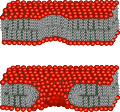 Schematic of a pore formed during electroporation