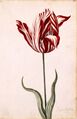 Semper Augustus Tulip, 17th century