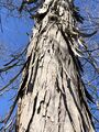 Carya_ovata