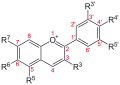 Sambucus