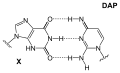 Nucleic acid analogue