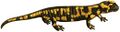 Salamandra salamandra (white background)