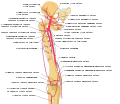 Schema of the arteries arising from the external iliac and femoral arteries.