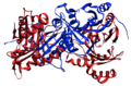 Ribbon structure of 4-Hydroxyphenylpyruvate dioxygenase