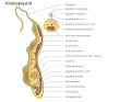 Kinetoplastida