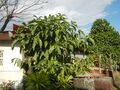 Morinda citrifolia
