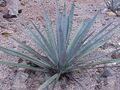 Agave tequilana 0