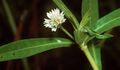 Alternanthera philoxeroides