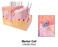 Skin Merkel Cell
