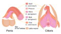 Clitoris Penis Homology