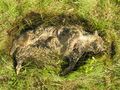 Forensic entomology