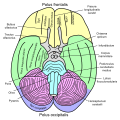 Basal view of the brain