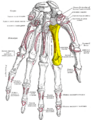 Gray219 - Second metacarpal bone