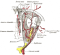 Diagram showing the branches of the internal carotid artery, including the supraorbital artery.