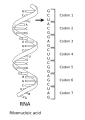 RNA codons