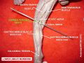 Common fibular nerve