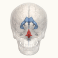 4th ventricle animation