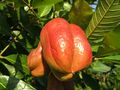List of poisonous plants