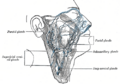 Gray's anatomy illustration of lymphatic system
