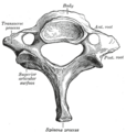 Ligaments of the vertebral column