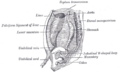 Lesser omentum