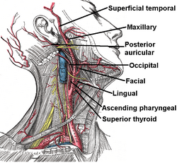 External carotid artery