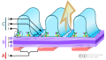 Nephron