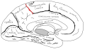 Diagram of the marginal sulcus