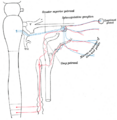 Deep petrosal nerve