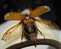 Insect wing