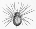Sticholonche