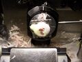 Frozen section procedure