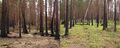 Boreal pine forest after fire
