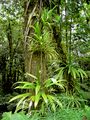 Epiphytes in Dominica