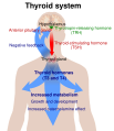 Thyroid system diagram