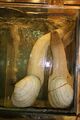 Geoduck in Hong Kong