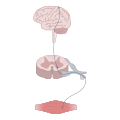 Neuromodulation