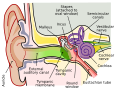 Anatomy of the human ear