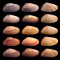 Genetic variation in coquina shells