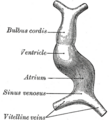 Sinus venosus
