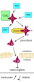 Paracrine_signaling