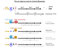 Lac operon