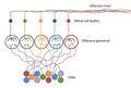 Olfactory Sensory Neurons innervating Olfactory Glomeruli