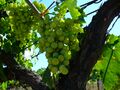 Trebbiano d'Abruzzo grapes before veraison