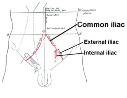 Iliac artery bifurcation